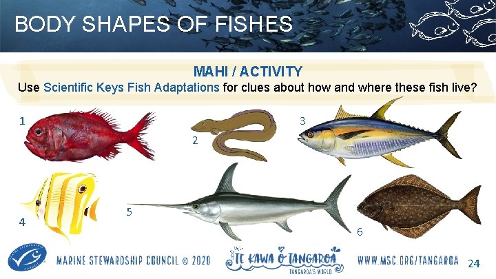 BODY SHAPES OF FISHES MAHI / ACTIVITY Use Scientific Keys Fish Adaptations for clues