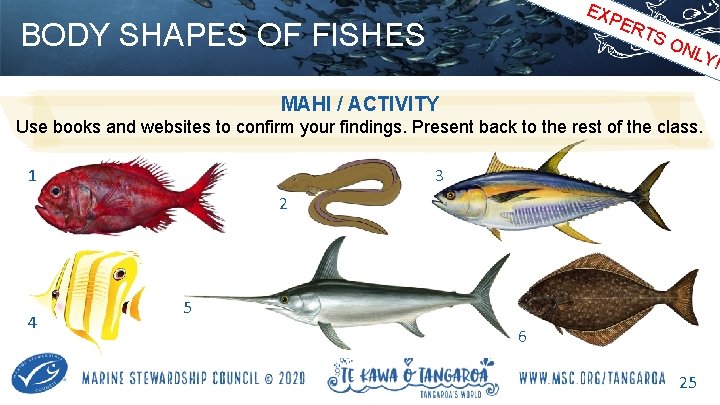 EX PE BODY SHAPES OF FISHES RT SO NLY ! MAHI / ACTIVITY Use