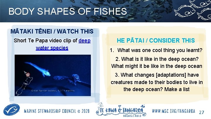 BODY SHAPES OF FISHES MĀTAKI TĒNEI / WATCH THIS Short Te Papa video clip