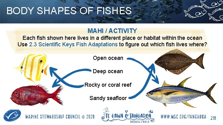 BODY SHAPES OF FISHES MAHI / ACTIVITY Each fish shown here lives in a