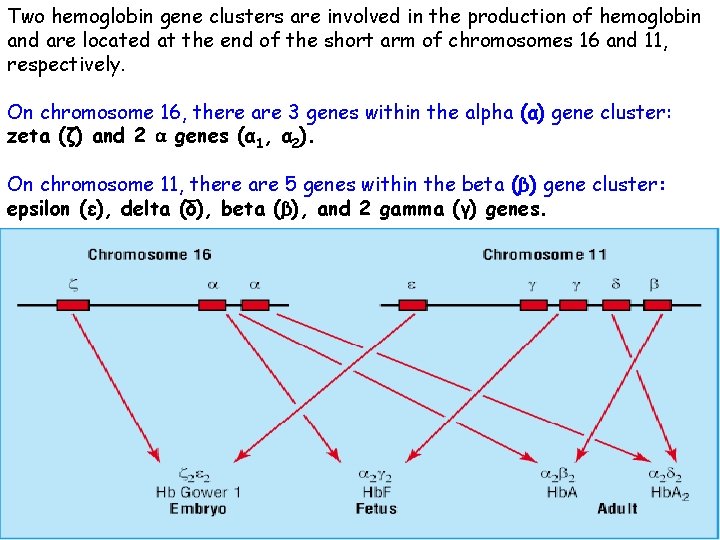 Two hemoglobin gene clusters are involved in the production of hemoglobin and are located
