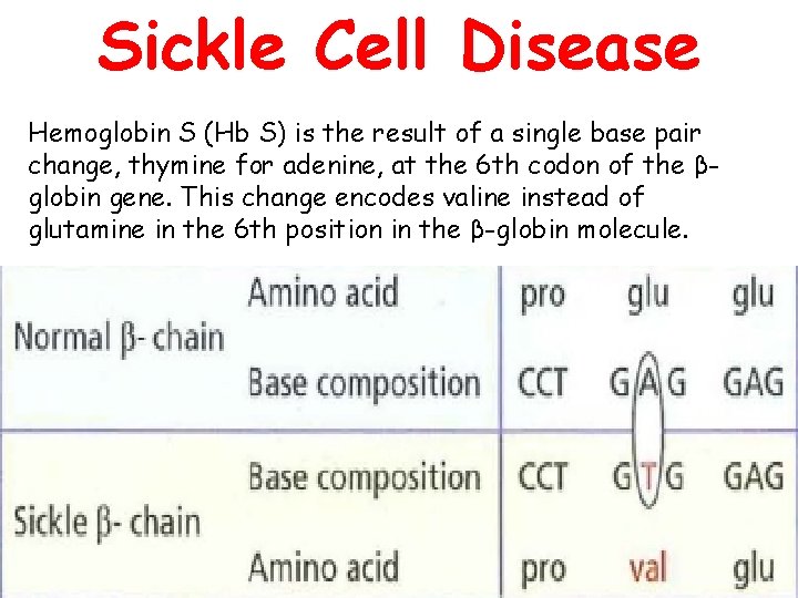 Sickle Cell Disease Hemoglobin S (Hb S) is the result of a single base