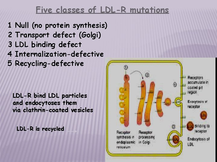 Five classes of LDL-R mutations 1 2 3 4 5 Null (no protein synthesis)