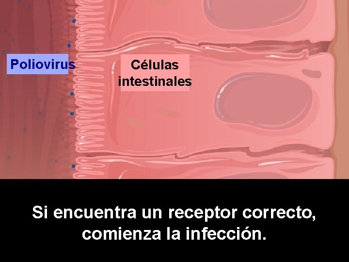 Poliovirus Células intestinales Si encuentra un receptor correcto, comienza la infección. 