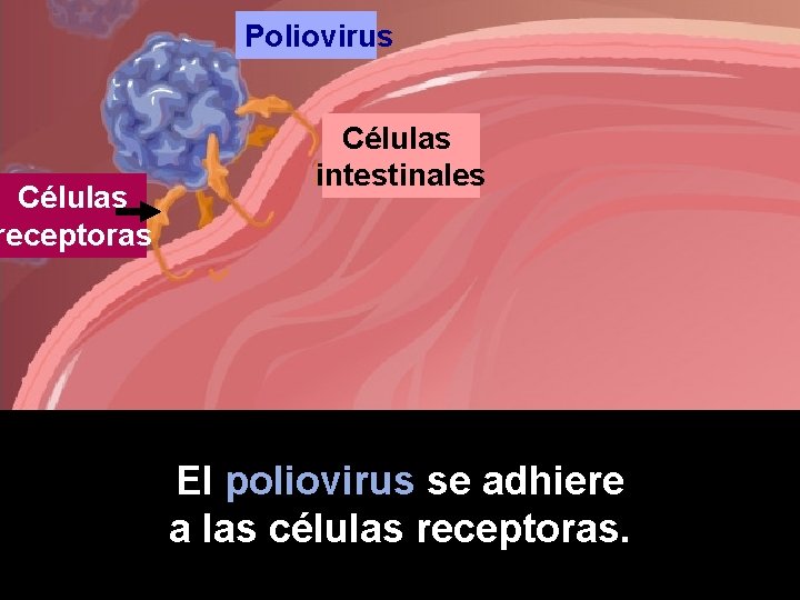 Células receptoras Poliovirus Células intestinales El poliovirus se adhiere a las células receptoras. 