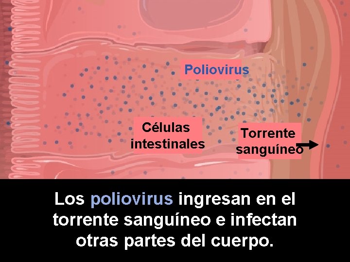 Poliovirus Células intestinales Torrente sanguíneo Los poliovirus ingresan en el torrente sanguíneo e infectan
