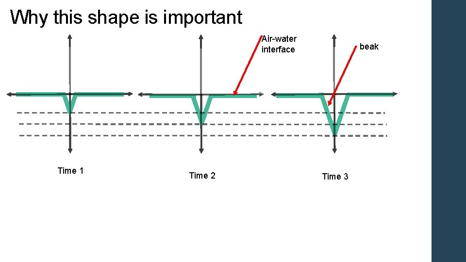 Why this shape is important Air-water interface Time 1 Time 2 beak Time 3