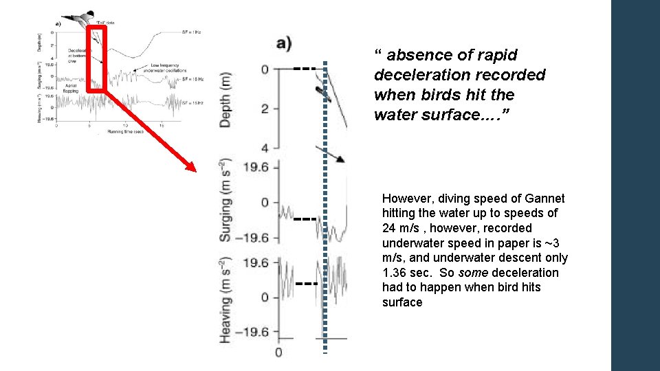 “ absence of rapid deceleration recorded when birds hit the water surface…. ” However,