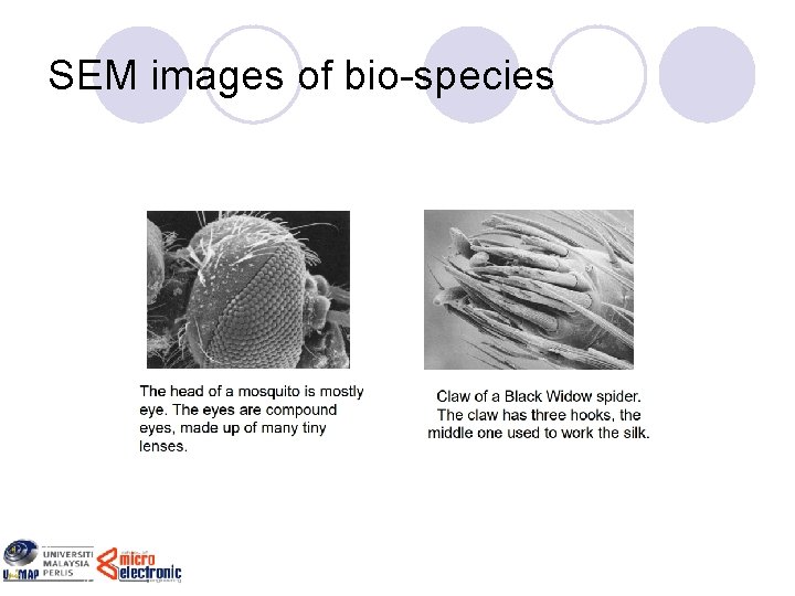 SEM images of bio-species 