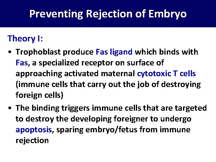 Preventing Rejection of Embryo Theory I: • Trophoblast produce Fas ligand which binds with