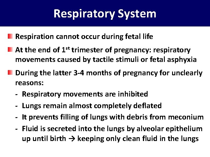 Respiratory System Respiration cannot occur during fetal life At the end of 1 st