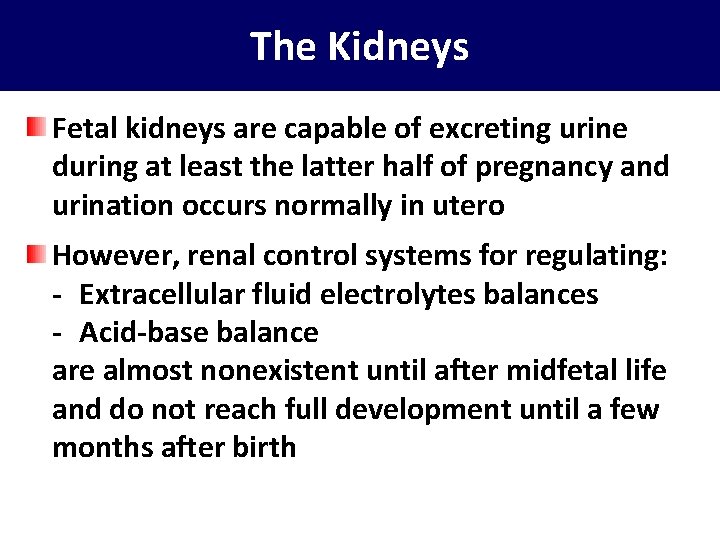 The Kidneys Fetal kidneys are capable of excreting urine during at least the latter