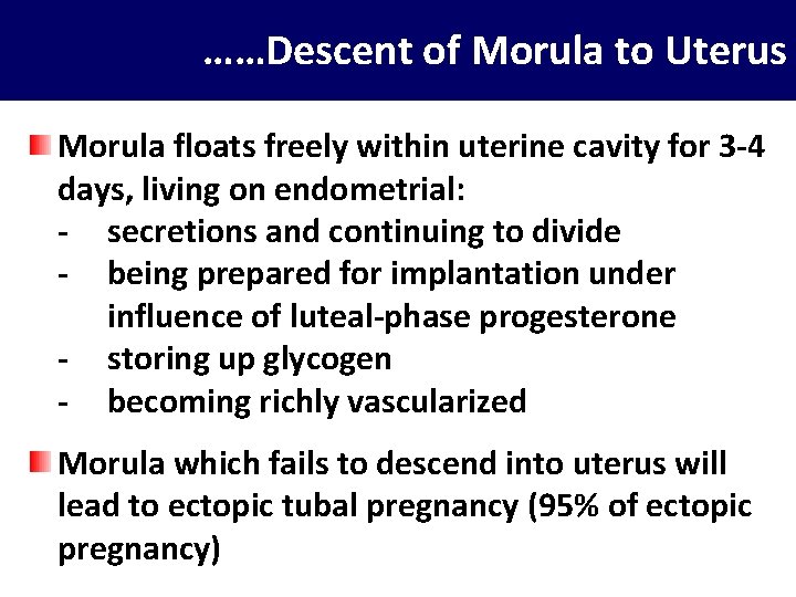 ……Descent of Morula to Uterus Morula floats freely within uterine cavity for 3 -4