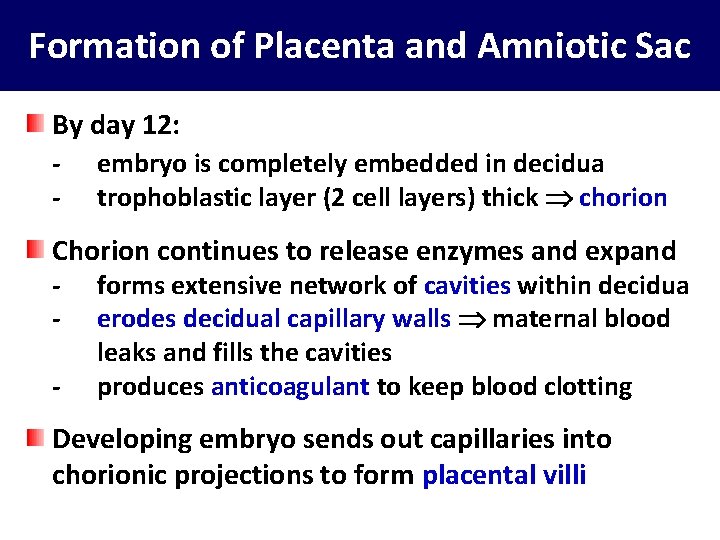 Formation of Placenta and Amniotic Sac By day 12: - embryo is completely embedded
