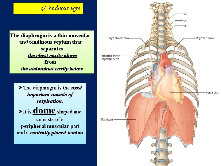 4 -The diaphragm is a thin muscular and tendinous septum that separates the chest