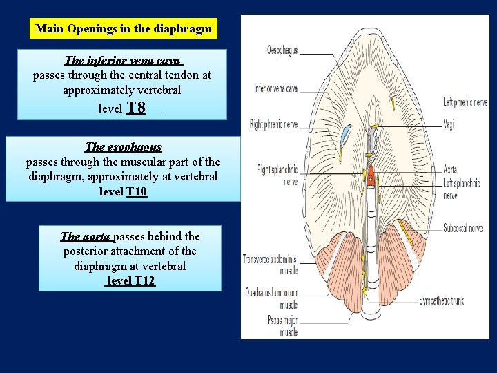 Main Openings in the diaphragm The inferior vena cava passes through the central tendon