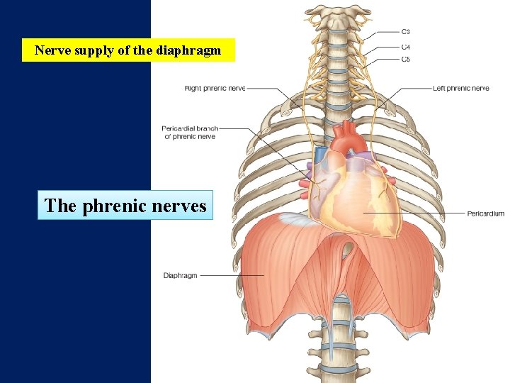 Nerve supply of the diaphragm The phrenic nerves 