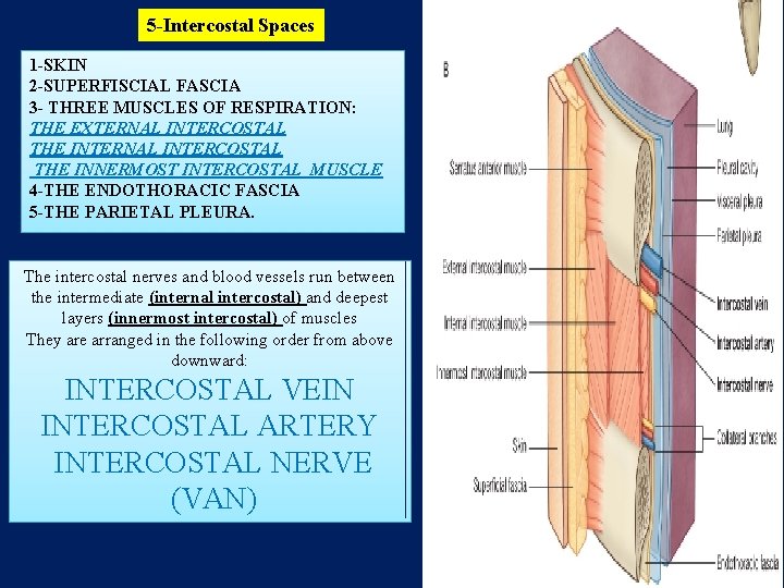 5 -Intercostal Spaces 1 -SKIN 2 -SUPERFISCIAL FASCIA 3 - THREE MUSCLES OF RESPIRATION: