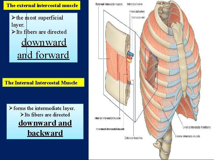 The external intercostal muscle Øthe most superficial layer. ØIts fibers are directed downward and