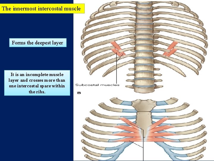 The innermost intercostal muscle Forms the deepest layer It is an incomplete muscle layer
