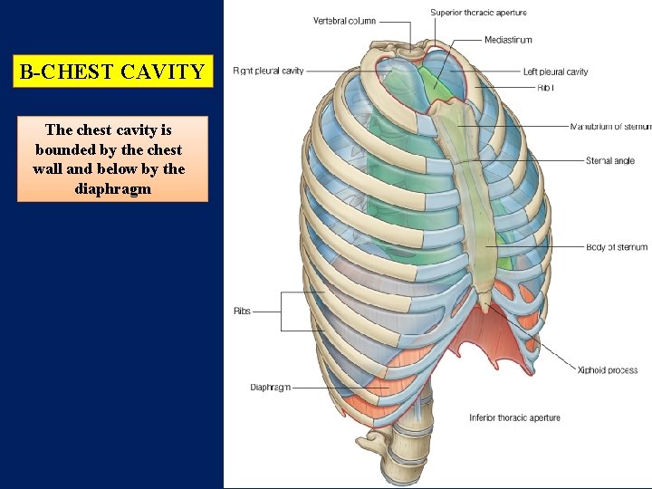 B-CHEST CAVITY The chest cavity is bounded by the chest wall and below by