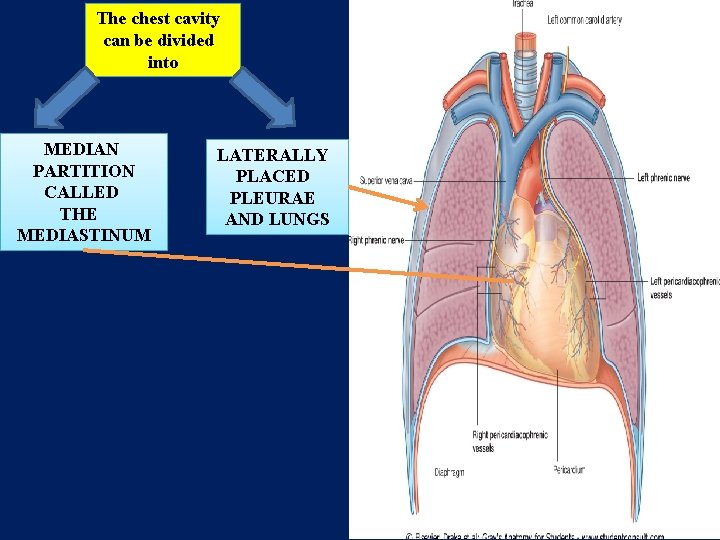 The chest cavity can be divided into MEDIAN PARTITION CALLED THE MEDIASTINUM LATERALLY PLACED