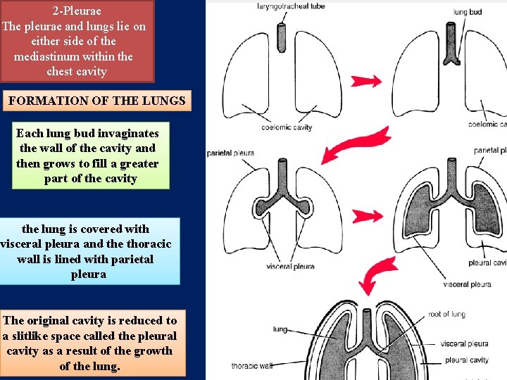 2 -Pleurae The pleurae and lungs lie on either side of the mediastinum within