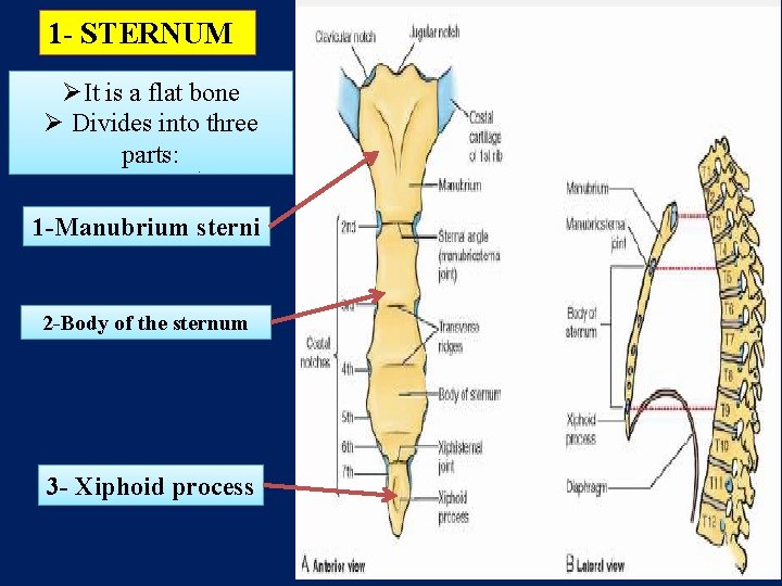 1 - STERNUM ØIt is a flat bone Ø Divides into three parts: 1