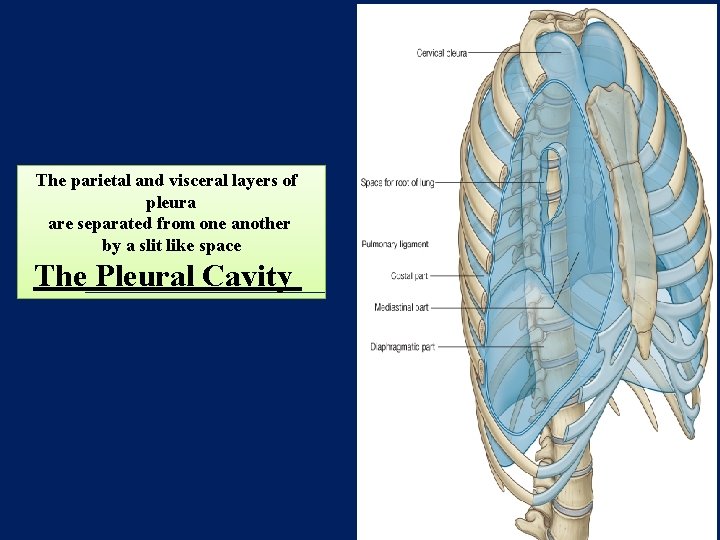 The parietal and visceral layers of pleura are separated from one another by a