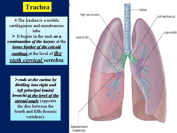 Trachea ØThe trachea is a mobile cartilaginous and membranous tube Ø It begins in