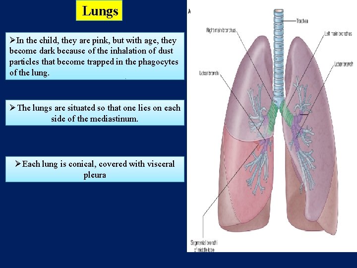 Lungs ØIn the child, they are pink, but with age, they become dark because