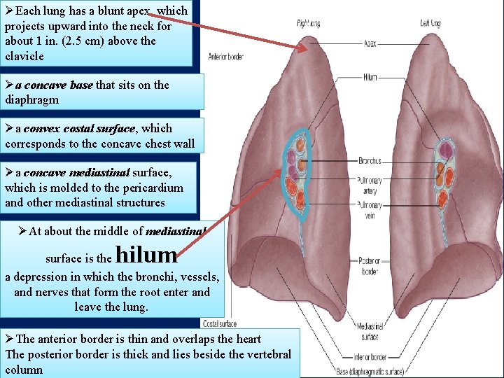 ØEach lung has a blunt apex, which projects upward into the neck for about