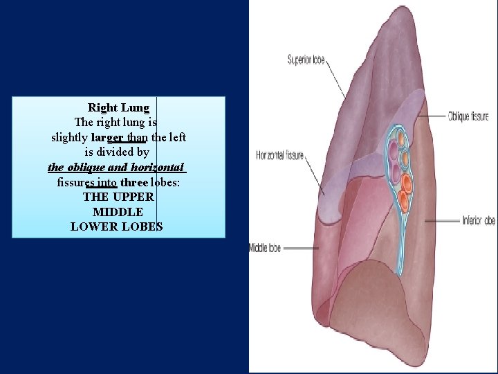 Right Lung The right lung is slightly larger than the left is divided by
