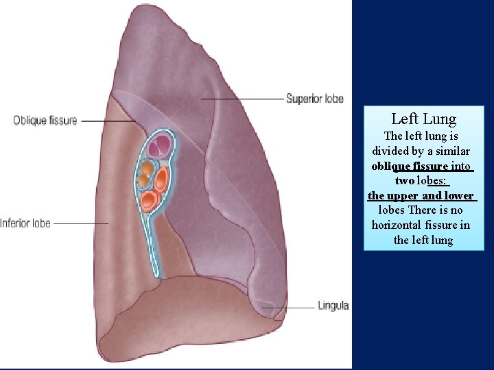 Left Lung The left lung is divided by a similar oblique fissure into two