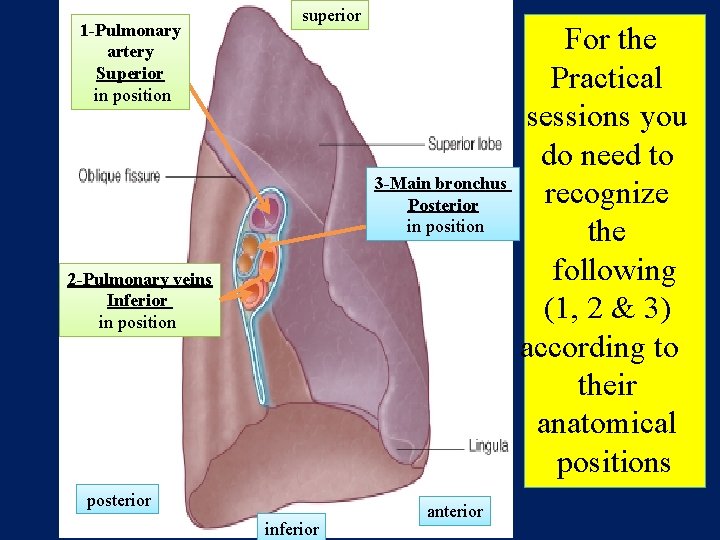 1 -Pulmonary artery Superior in position superior 3 -Main bronchus Posterior in position 2