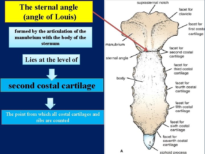 The sternal angle (angle of Louis) formed by the articulation of the manubrium with