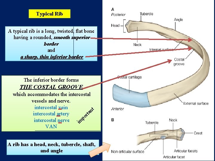 Typical Rib A typical rib is a long, twisted, flat bone having a rounded,