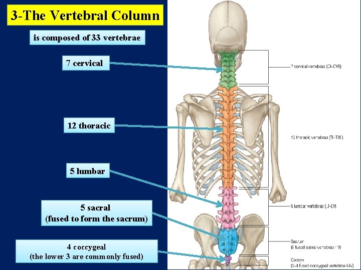 3 -The Vertebral Column is composed of 33 vertebrae 7 cervical 12 thoracic 5