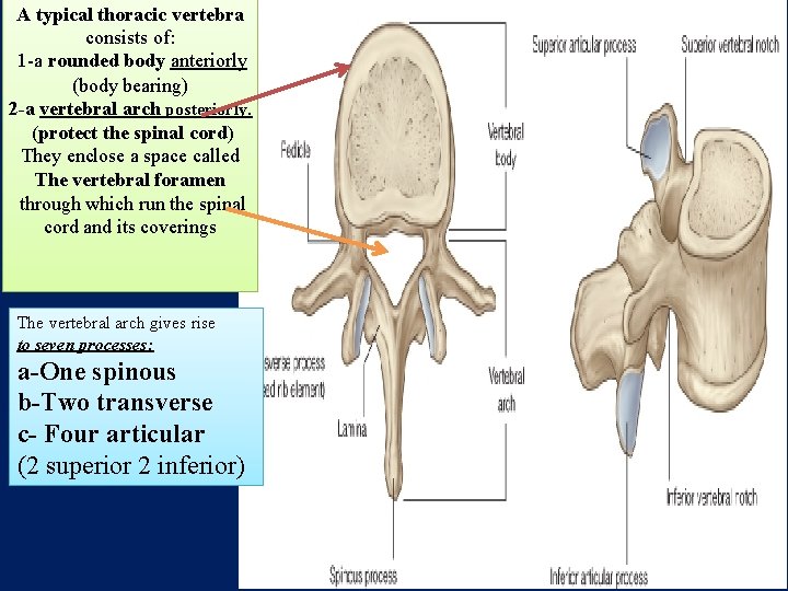 A typical thoracic vertebra consists of: 1 -a rounded body anteriorly (body bearing) 2