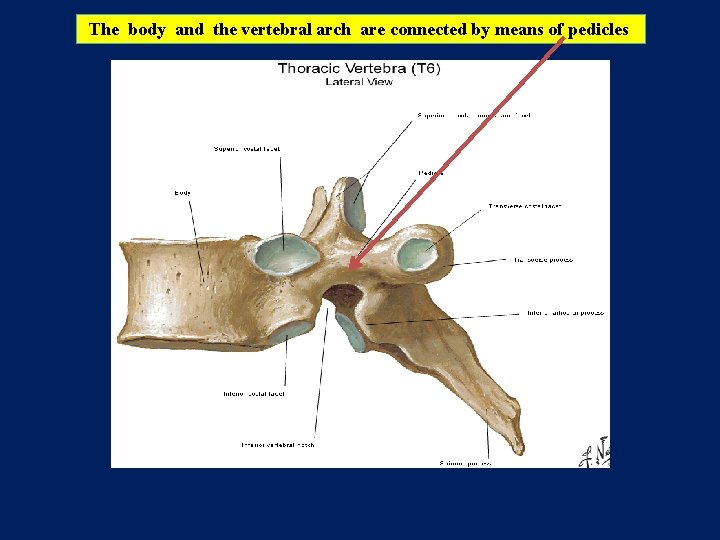 The body and the vertebral arch are connected by means of pedicles 