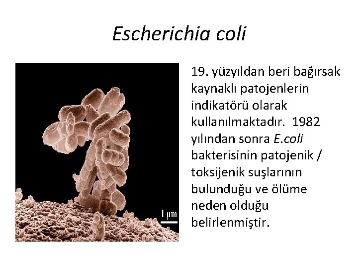 Escherichia coli 19. yüzyıldan beri bağırsak kaynaklı patojenlerin indikatörü olarak kullanılmaktadır. 1982 yılından sonra