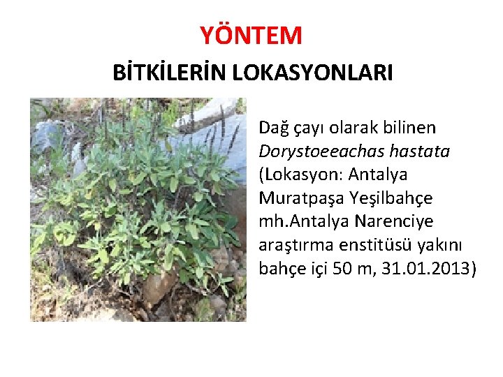 YÖNTEM BİTKİLERİN LOKASYONLARI Dağ çayı olarak bilinen Dorystoeeachas hastata (Lokasyon: Antalya Muratpaşa Yeşilbahçe mh.