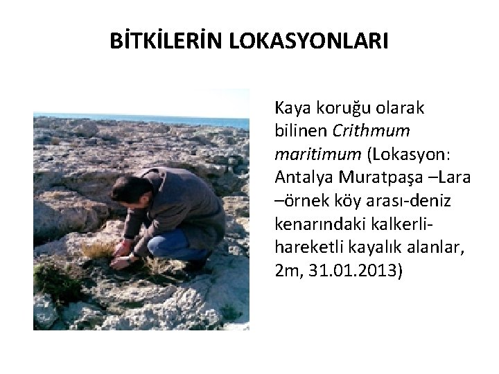 BİTKİLERİN LOKASYONLARI Kaya koruğu olarak bilinen Crithmum maritimum (Lokasyon: Antalya Muratpaşa –Lara –örnek köy