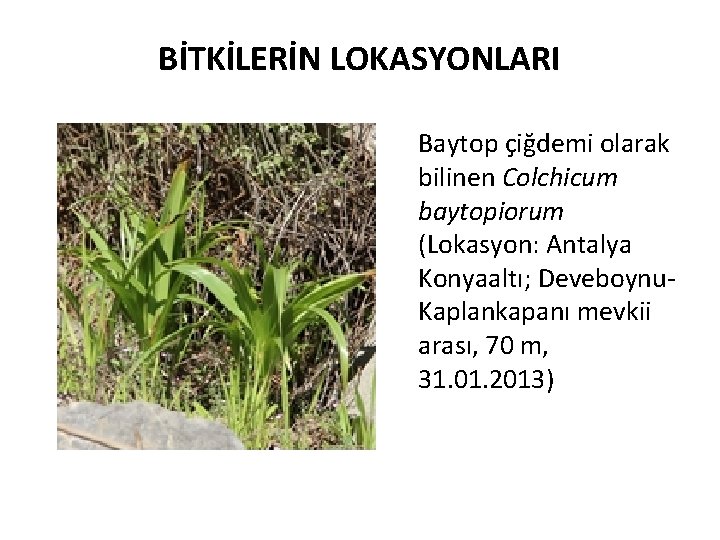 BİTKİLERİN LOKASYONLARI Baytop çiğdemi olarak bilinen Colchicum baytopiorum (Lokasyon: Antalya Konyaaltı; Deveboynu. Kaplankapanı mevkii