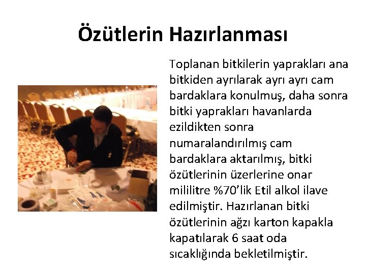 Özütlerin Hazırlanması Toplanan bitkilerin yaprakları ana bitkiden ayrılarak ayrı cam bardaklara konulmuş, daha sonra