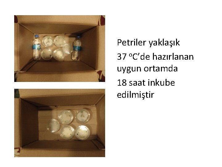 Petriler yaklaşık 37 o. C’de hazırlanan uygun ortamda 18 saat inkube edilmiştir 