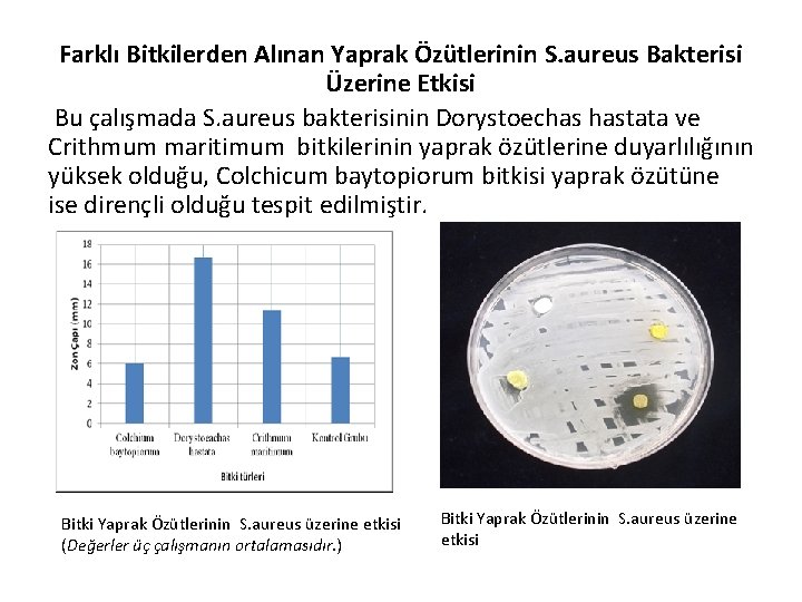 Farklı Bitkilerden Alınan Yaprak Özütlerinin S. aureus Bakterisi Üzerine Etkisi Bu çalışmada S. aureus