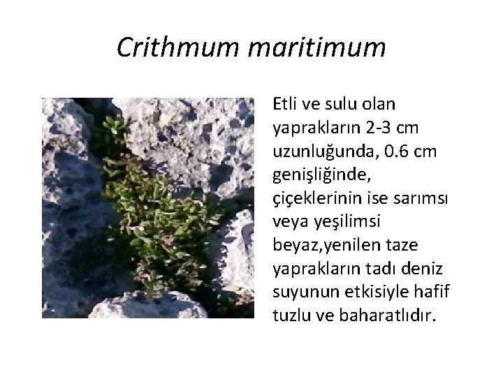 Crithmum maritimum Etli ve sulu olan yaprakların 2 -3 cm uzunluğunda, 0. 6 cm