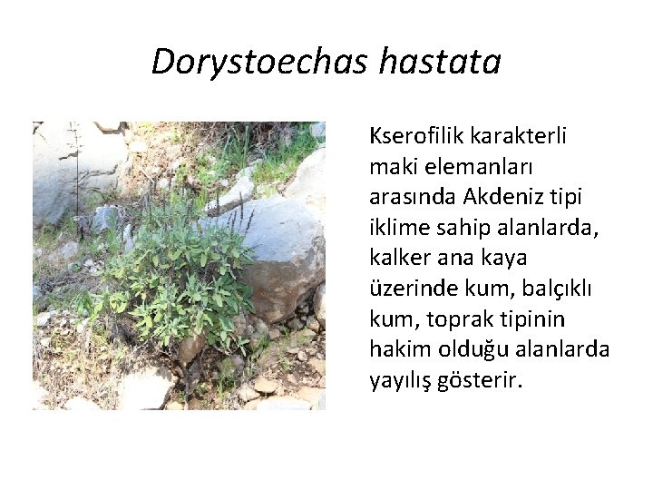 Dorystoechas hastata Kserofilik karakterli maki elemanları arasında Akdeniz tipi iklime sahip alanlarda, kalker ana
