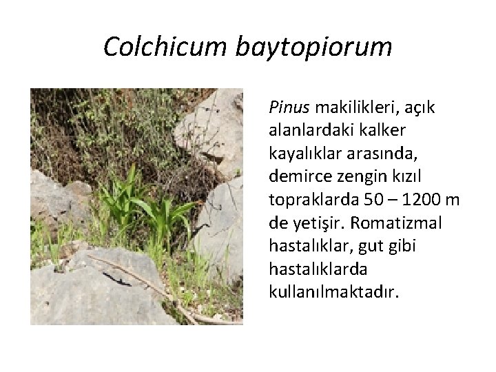 Colchicum baytopiorum Pinus makilikleri, açık alanlardaki kalker kayalıklar arasında, demirce zengin kızıl topraklarda 50